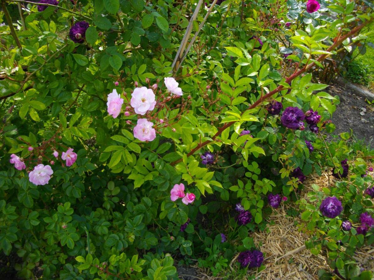 Au Bois Dormant Bed and Breakfast Huby-Saint-Leu Εξωτερικό φωτογραφία